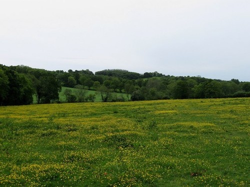 Photo 6x4 buttercups - 6x4, galore