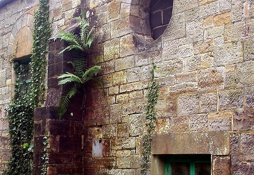 Photo 6x4 ferns - photo, on