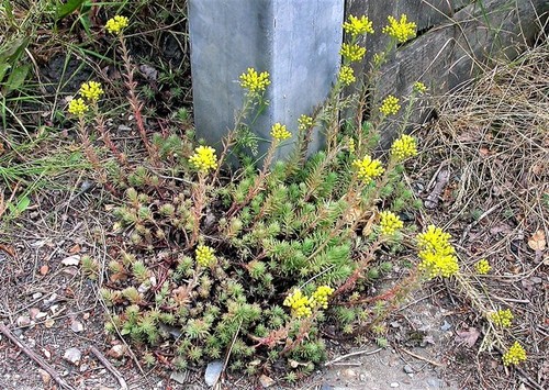 Photo 6x4 reflexed stonecrop - 6x4,